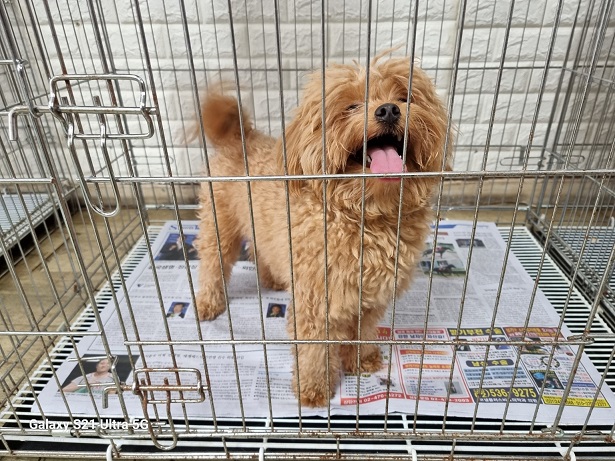 종료(입양) 기타의…